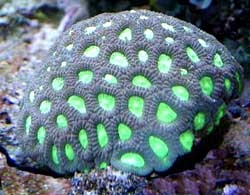 Фавитес-коралл мозговик (Favites sp.) L